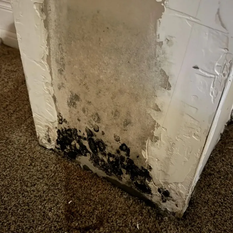 Professional Mold Removal in Riddle, OR